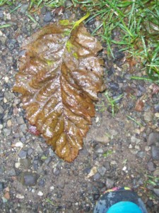 Brown leaf R
